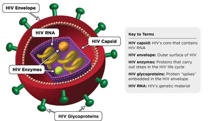 hiv infection stages