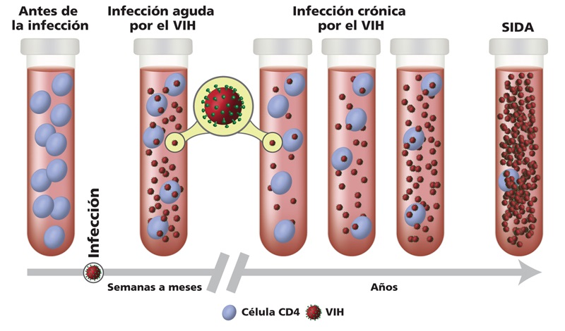 Tubos de ensayo con cantidades diferentes de partículas del virus y células CD4 para representar las tres etapas de la infección por el VIH: infección aguda, infección crónica, y el SIDA.