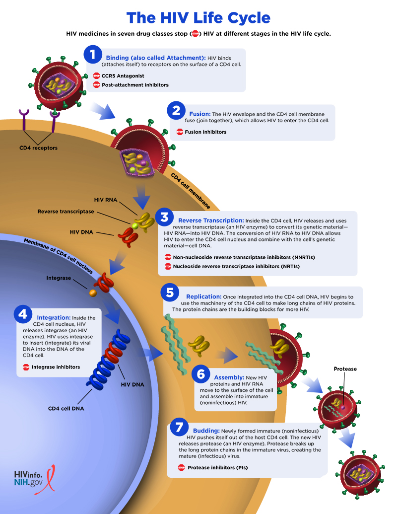 Hiv attacks what type of cell in the human body The Hiv Life Cycle