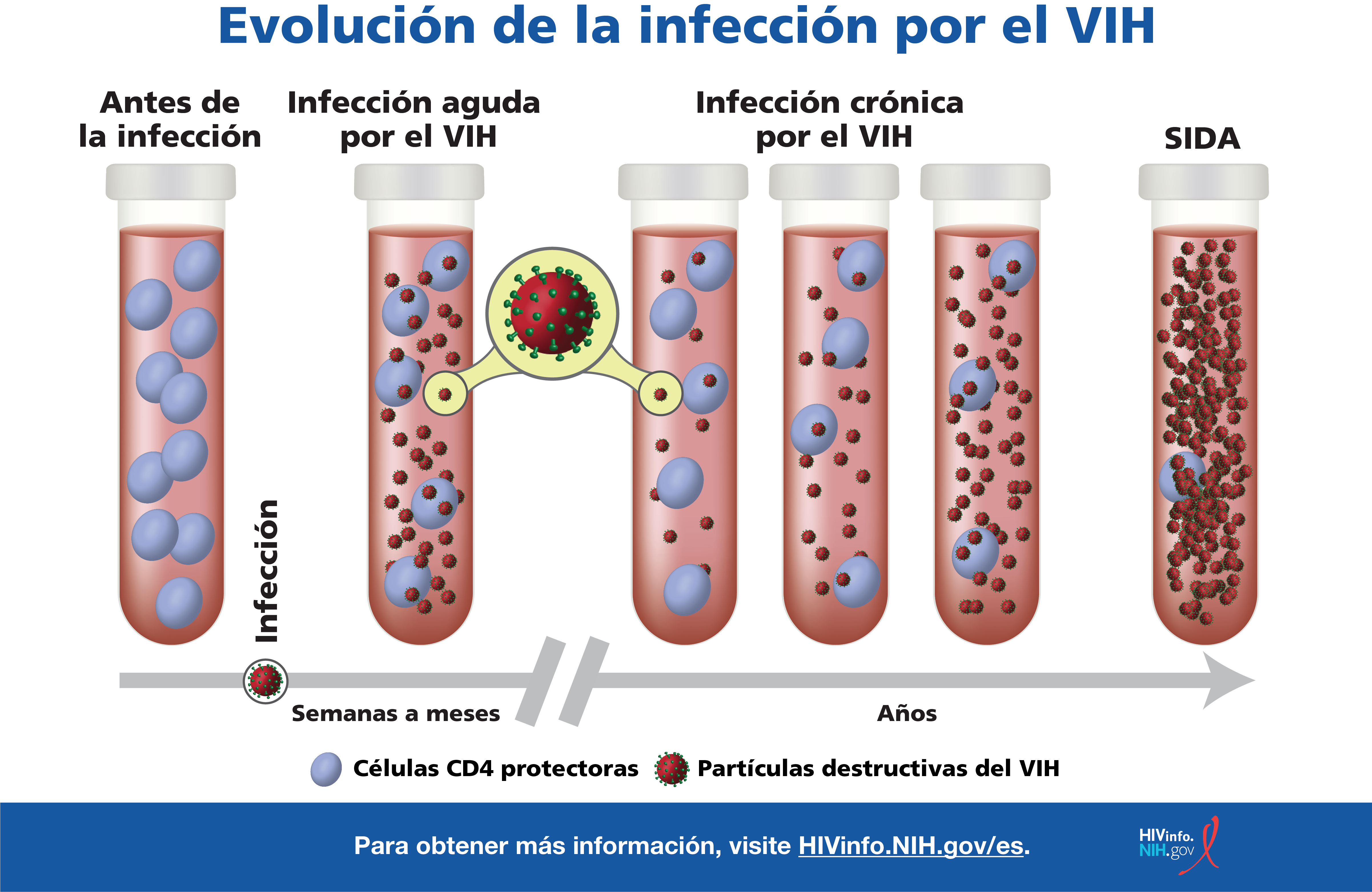 La imagen muestra lo que ocurre en la sangre de las personas con VIH durante las etapas de la infección por VIH.