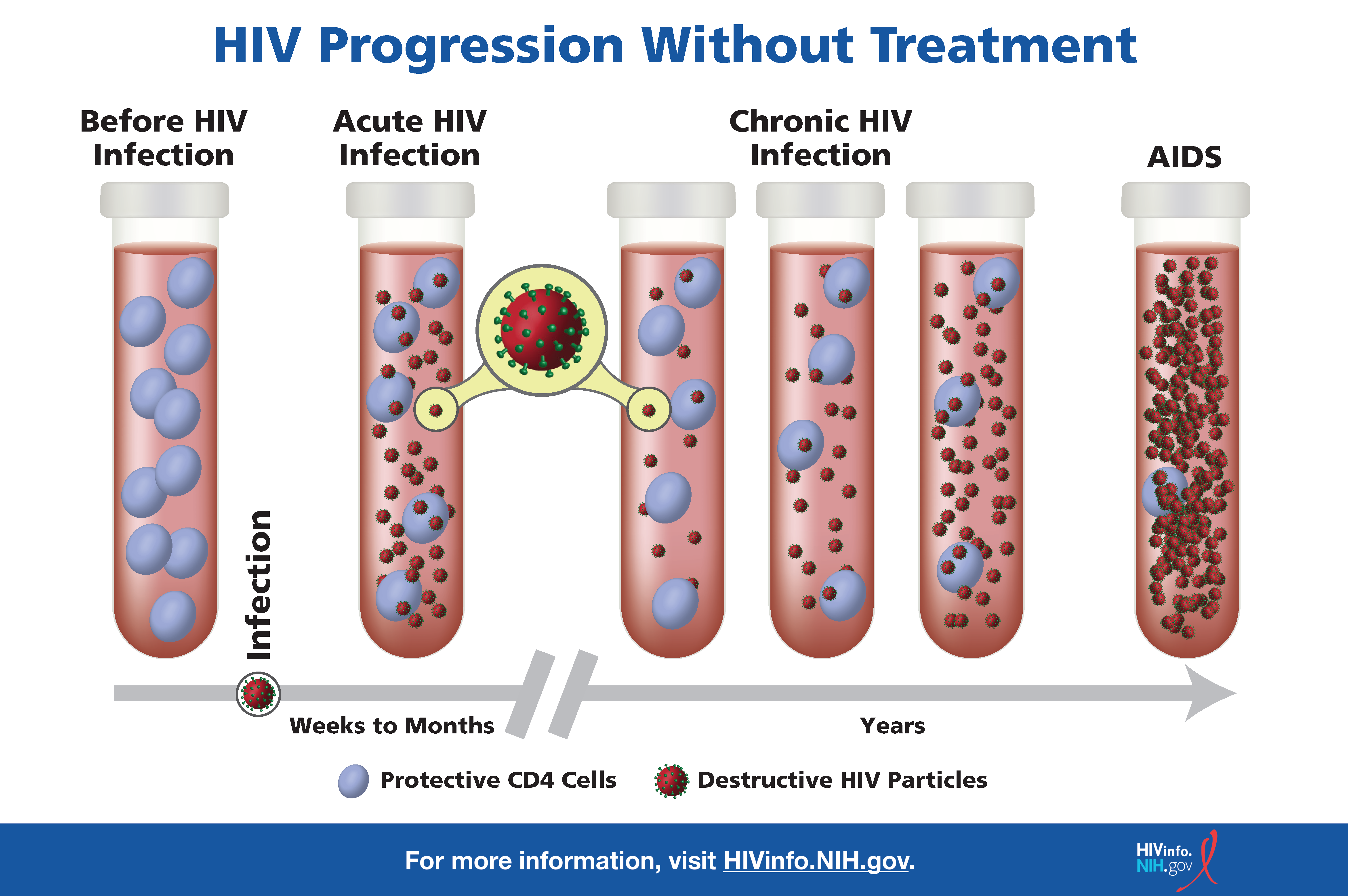 The image depicts what happens in the blood of people with HIV throughout the stages of HIV infection.