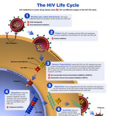 HIV Life Cycle. HIV Life Cycle.