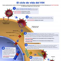 El ciclo de vida del VIH El ciclo de vida del VIH