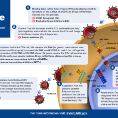 The HIV Life Cycle.