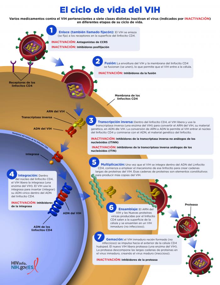 El Ciclo De Vida Del VIH | NIH