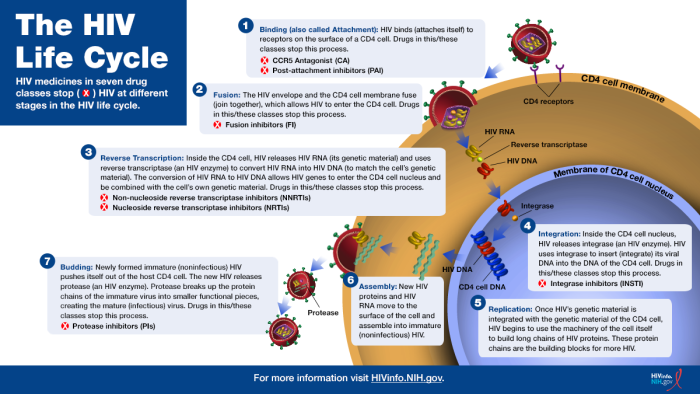 For accessible Infographic in PDF, please click on the Download link below. The HIV Life Cycle.