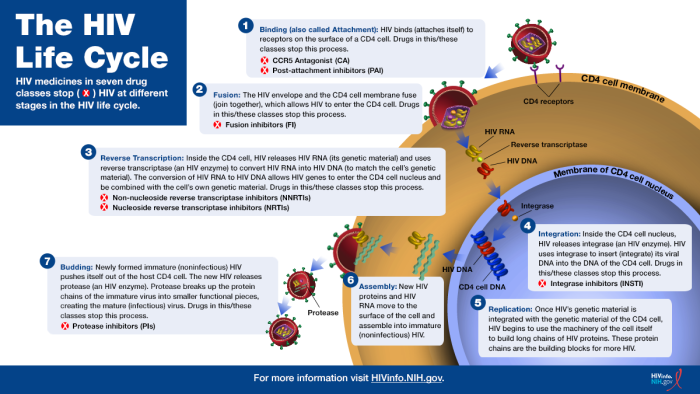 Hiv Life Cycle