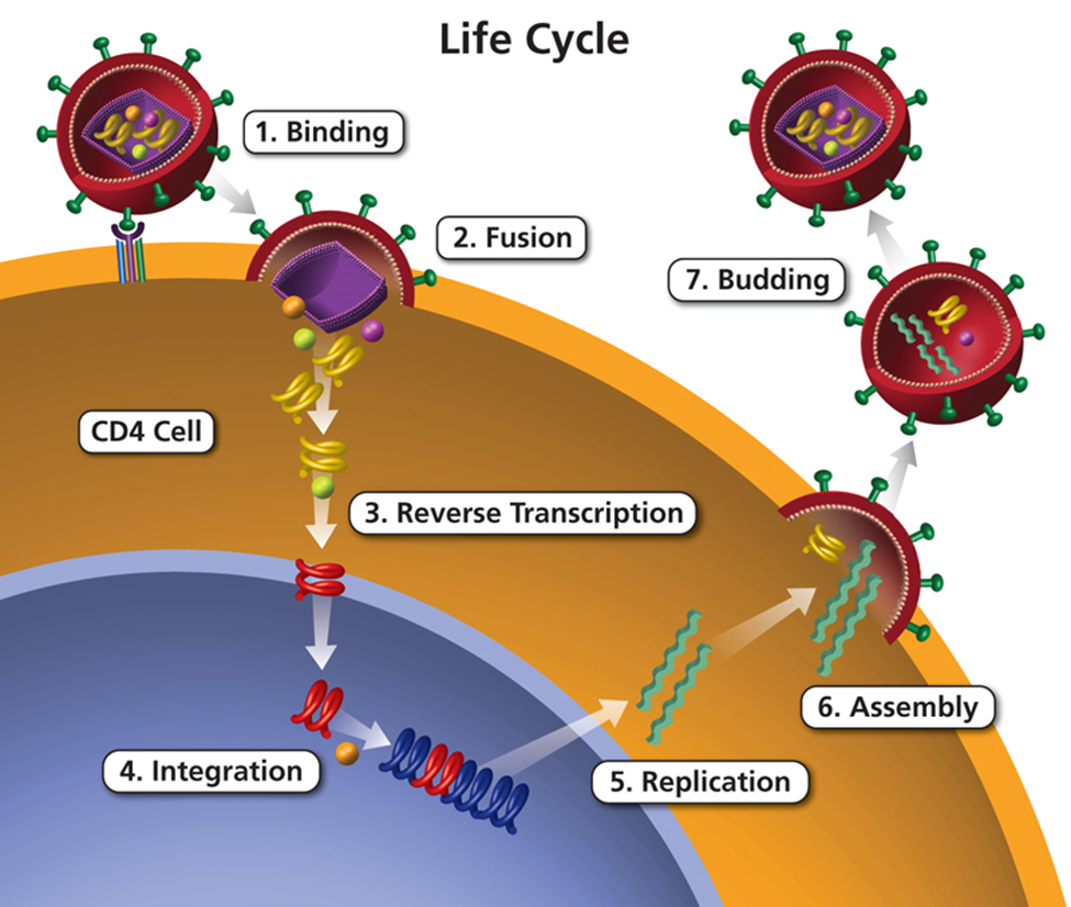 Image showing the 7 stages of the HIV Life Cycle.