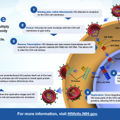 HIV Life Cycle