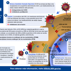 El ciclo de vida del VIH El ciclo de vida del VIH