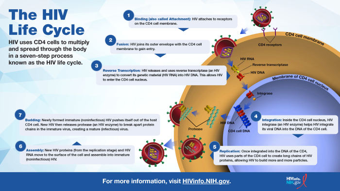HIV Life Cycle