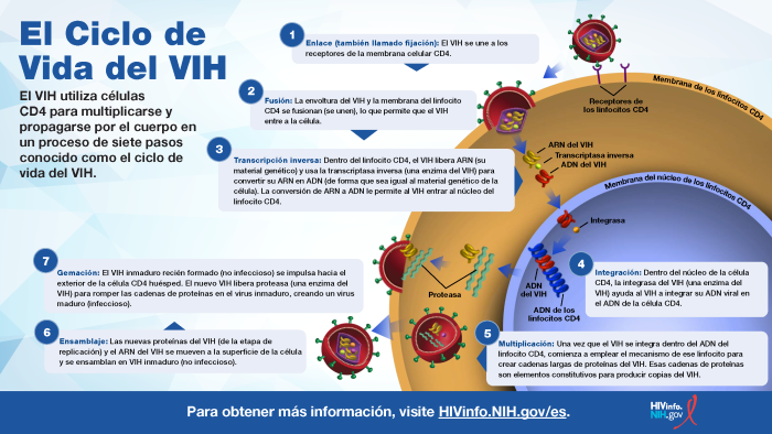 El ciclo de vida del VIH